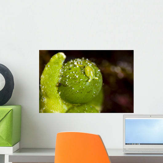 Juvenile Oxynoe Sapsucking Slug Top View Wall Decal