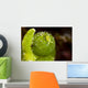 Juvenile Oxynoe Sapsucking Slug Top View Wall Decal