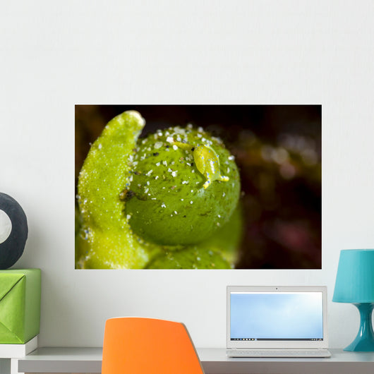 Juvenile Oxynoe Sapsucking Slug Top View Wall Decal