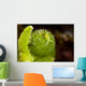 Juvenile Oxynoe Sapsucking Slug Top View Wall Decal