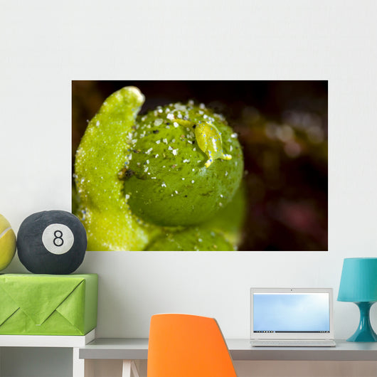 Juvenile Oxynoe Sapsucking Slug Top View Wall Decal