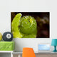 Juvenile Oxynoe Sapsucking Slug Top View Wall Decal