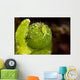 Juvenile Oxynoe Sapsucking Slug Top View Wall Decal