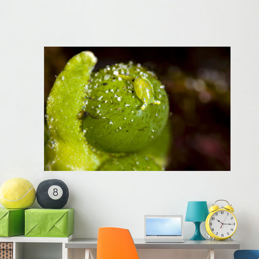 Juvenile Oxynoe Sapsucking Slug Top View Wall Decal