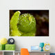 Juvenile Oxynoe Sapsucking Slug Top View Wall Decal