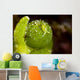 Juvenile Oxynoe Sapsucking Slug Top View Wall Decal