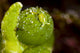 Juvenile Oxynoe Sapsucking Slug Top View Wall Decal