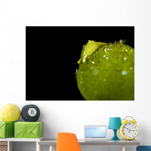 Juvenile Oxynoe Sapsucking Slug Close-up Wall Decal