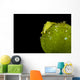 Juvenile Oxynoe Sapsucking Slug Close-up Wall Decal