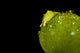 Juvenile Oxynoe Sapsucking Slug Close-up Wall Decal