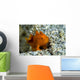 Tiny Orange Frogfish Anilao Wall Decal