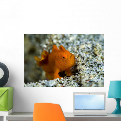 Tiny Orange Frogfish Anilao Wall Decal shown on a wall