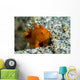 Tiny Orange Frogfish Anilao Wall Decal