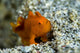 Tiny Orange Frogfish Anilao Wall Decal