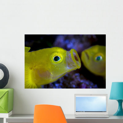Yellow Goby Anilao Philippines Wall Decal shown on a wall