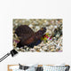 Randall's Shrimp with Magnificent Wall Decal