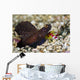 Randall's Shrimp with Magnificent Wall Decal
