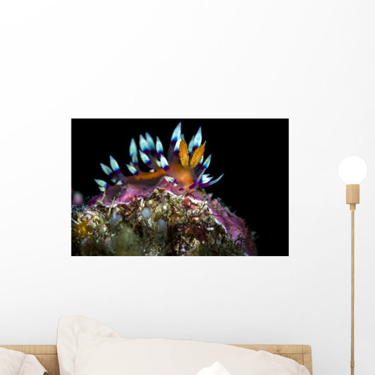 Desirable Flabellina Nudibranch Anilao Wall Decal