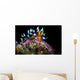 Desirable Flabellina Nudibranch Anilao Wall Decal