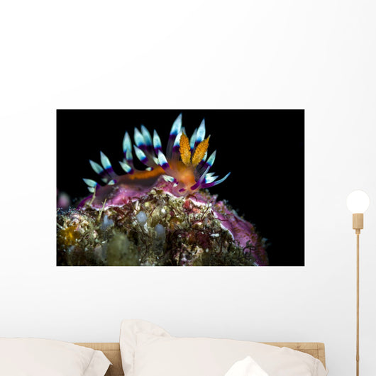 Desirable Flabellina Nudibranch Anilao Wall Decal
