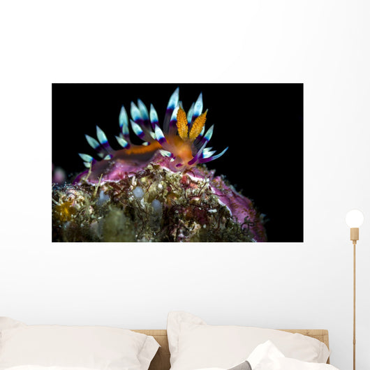 Desirable Flabellina Nudibranch Anilao Wall Decal