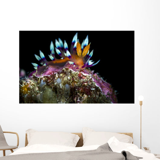 Desirable Flabellina Nudibranch Anilao Wall Decal