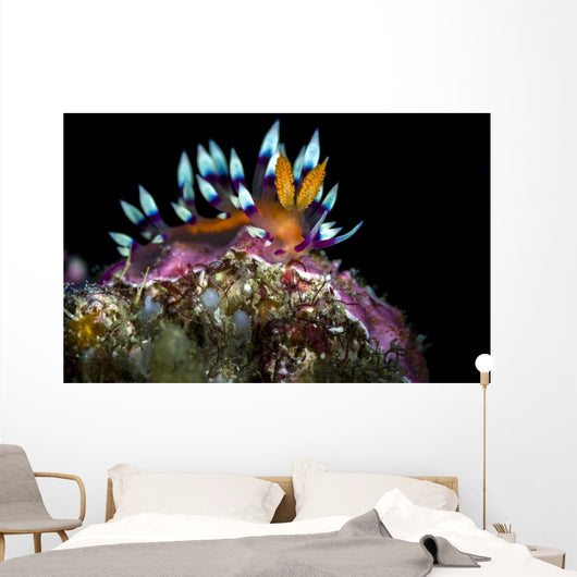 Desirable Flabellina Nudibranch Anilao Wall Decal