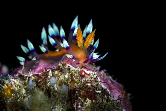Desirable Flabellina Nudibranch Anilao Wall Decal