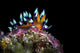 Desirable Flabellina Nudibranch Anilao Wall Decal
