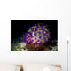 Beautiful Janolus Savinkini Nudibranch Wall Decal