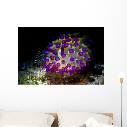 Beautiful Janolus Savinkini Nudibranch Wall Decal