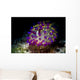Beautiful Janolus Savinkini Nudibranch Wall Decal