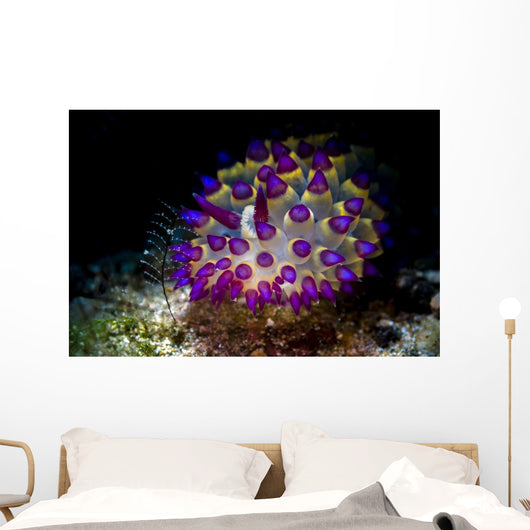 Beautiful Janolus Savinkini Nudibranch Wall Decal