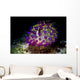 Beautiful Janolus Savinkini Nudibranch Wall Decal