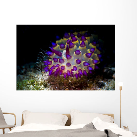 Beautiful Janolus Savinkini Nudibranch Wall Decal