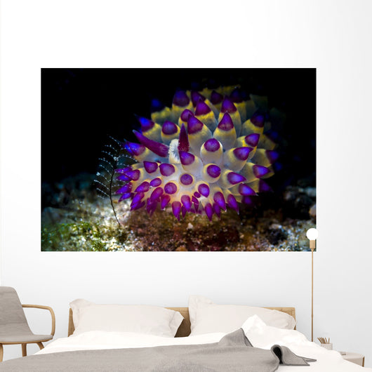 Beautiful Janolus Savinkini Nudibranch Wall Decal