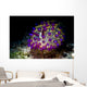 Beautiful Janolus Savinkini Nudibranch Wall Decal