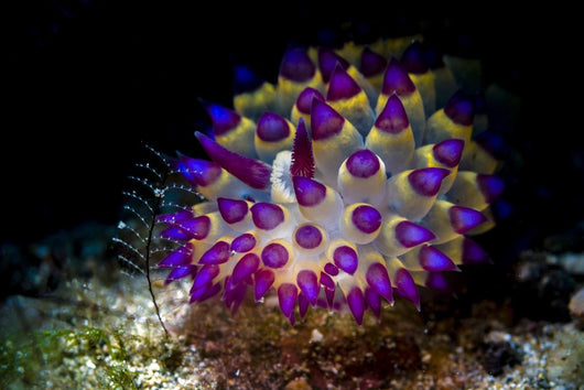 Beautiful Janolus Savinkini Nudibranch Wall Decal