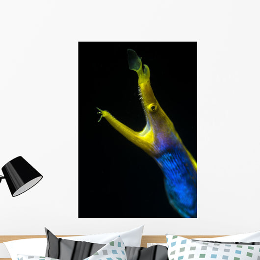 Headshot Male Ribbon Eel Front View Wall Decal