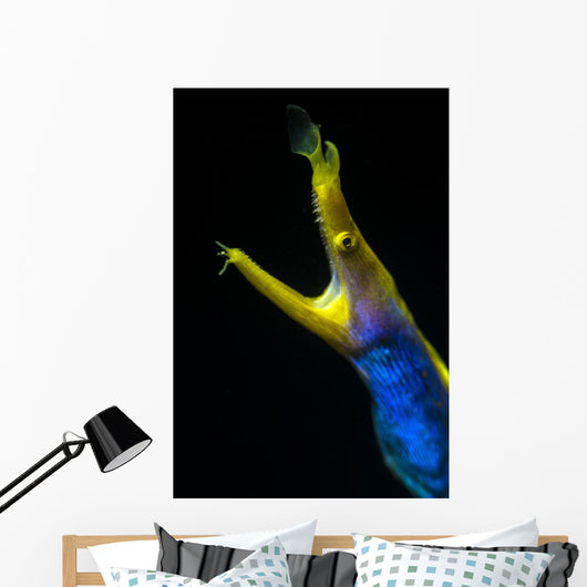 Headshot Male Ribbon Eel Front View Wall Decal