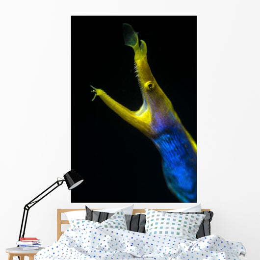 Headshot Male Ribbon Eel Front View Wall Decal