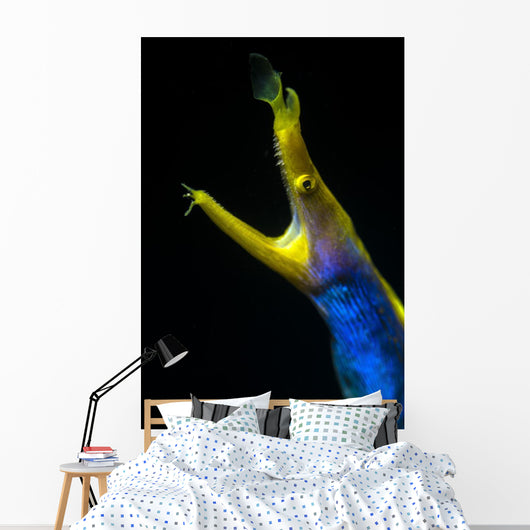 Headshot Male Ribbon Eel Front View Wall Decal