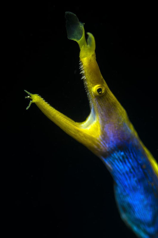 Headshot Male Ribbon Eel Front View Wall Decal