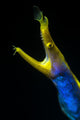 Headshot Male Ribbon Eel Front View Wall Decal