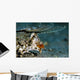 Orange and Black Dragonet Wall Decal