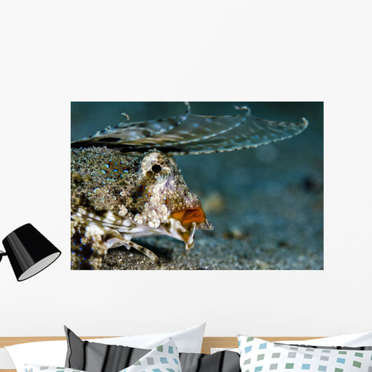 Orange and Black Dragonet Wall Decal