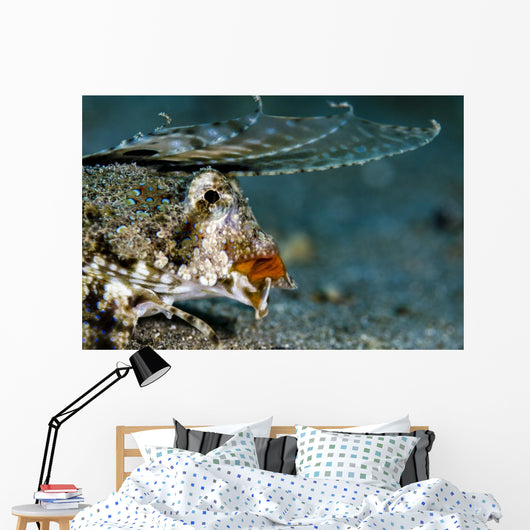 Orange and Black Dragonet Wall Decal
