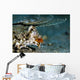 Orange and Black Dragonet Wall Decal