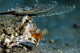 Orange and Black Dragonet Wall Decal