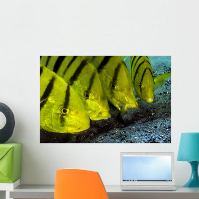 Golden Trevally Fish Anilao Wall Decal shown on a wall